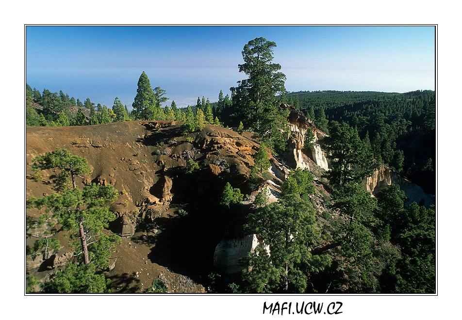 canaria06_05_19 .jpg